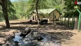 VIDEO Meniu de caniculă la grădina zoologică. Cum sunt tratate animalele din Galați